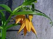 Gloriosa modesta